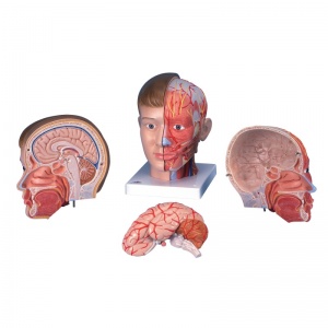 Deluxe Head Model with Neck (4-Part)