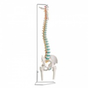 Erler-Zimmer Flexible Vertebral Column with Femur Heads