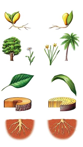 Monocotylédones et dicotylédones