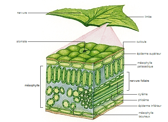 Coupe d'une feuille de dicotylédone