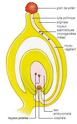 Fécondation des plantes dicotylédones