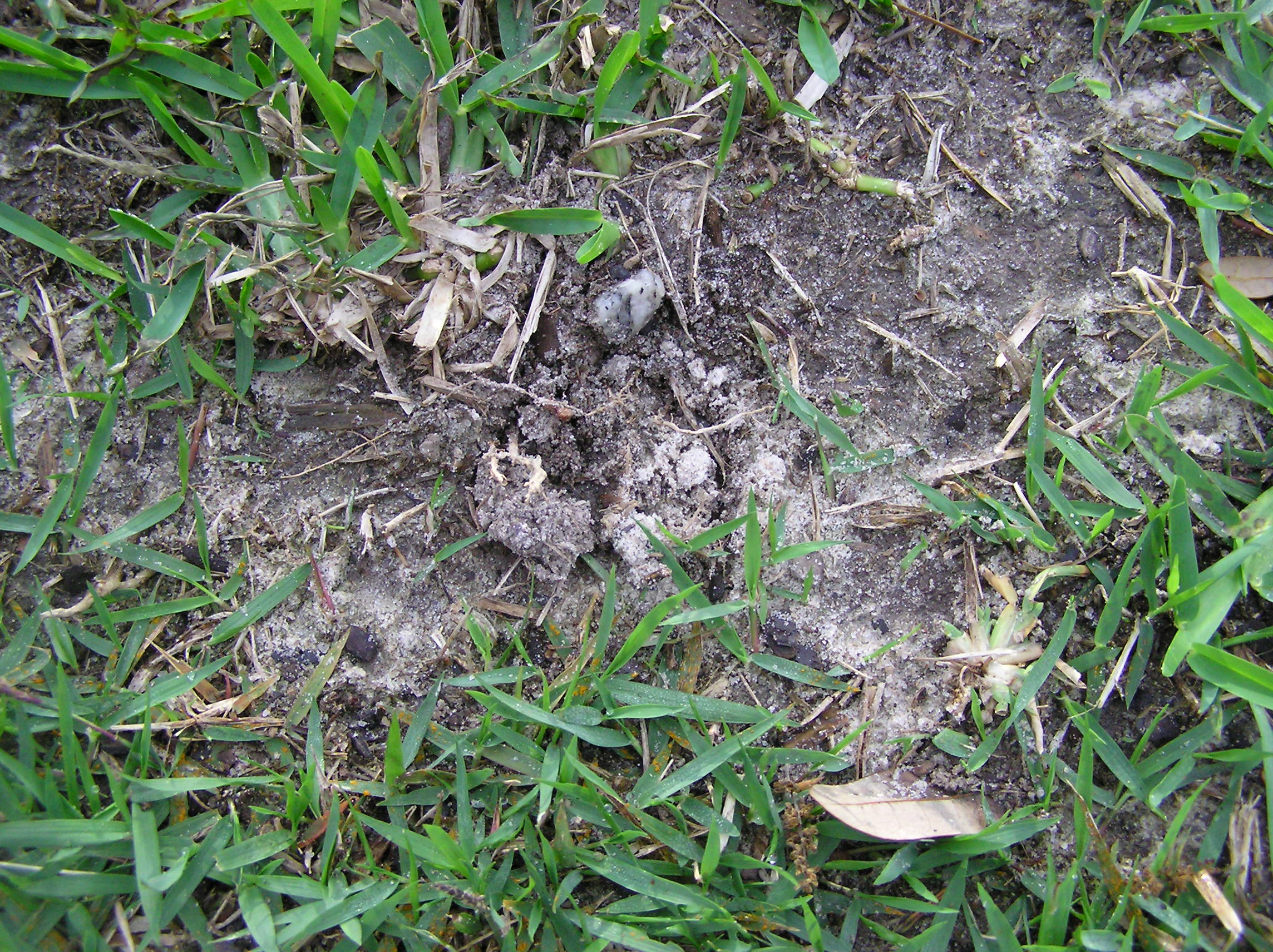 mole cricket lawn damage