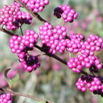 10 Best Native Plants for Charleston, SC