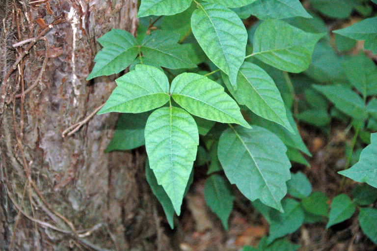 How to Get Rid of Poison Ivy