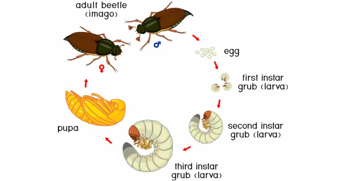 Coloring Page Life Cycle Click Beetle Wireworm Sequence Stages ...