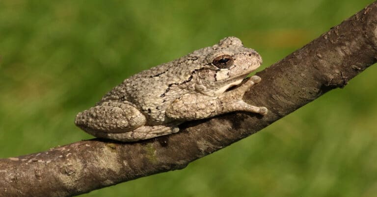 Gray Tree Frog