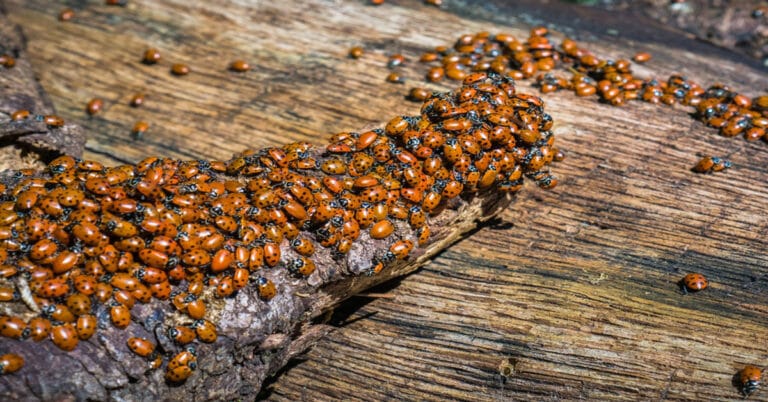 Ladybug Infestation 1