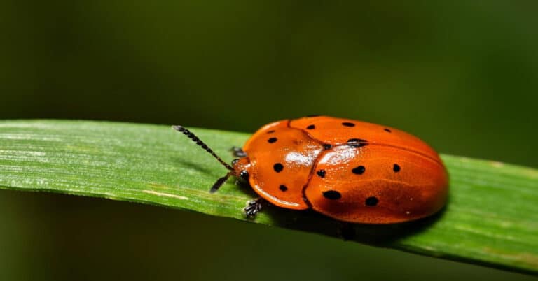 Milkweed Tortoise Beetle