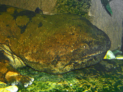 Chinese Giant Salamander