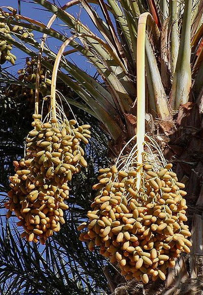 Date Fruit