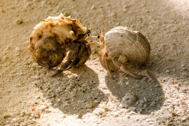 Hermit Crabs