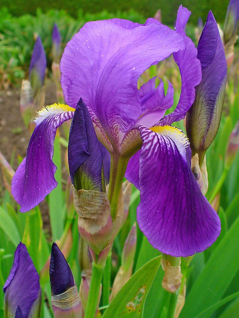 Iris Flowers