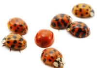 Ladybug Spots