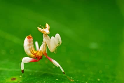 Orchid Mantis