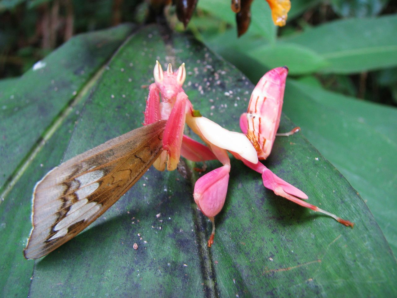 Orchid Mantis