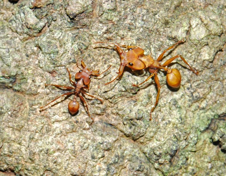 Trap-Jaw Ants