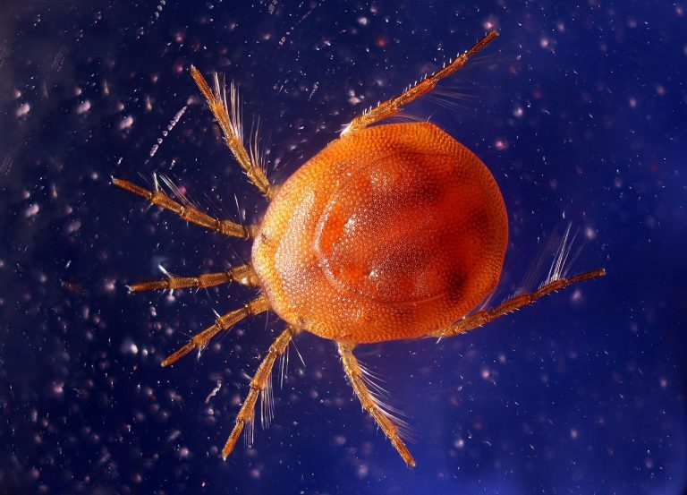 Water Mites