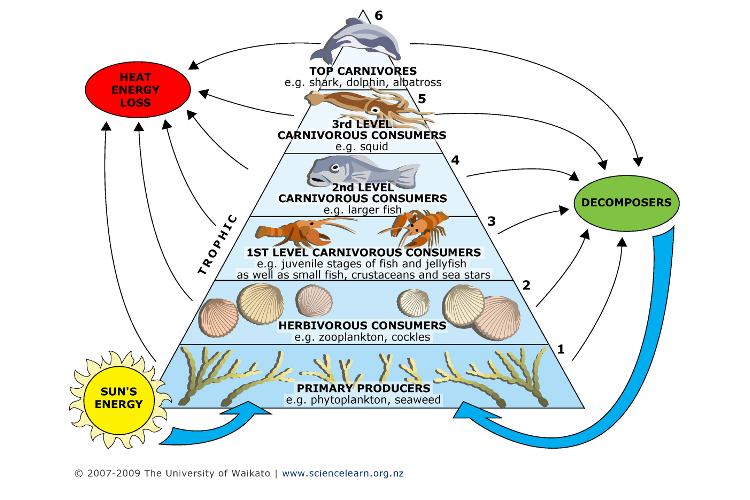 What Is The Role Of A Producer In A Food at Stacey Oakes blog