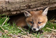 When a Man Found a Deceased Fox On the Side of the Road He Was NOT Prepared For What Would Happen 8 Hours Later.