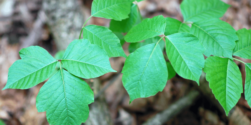 Symptoms and Treatment For Poison Ivy - Legacy ER