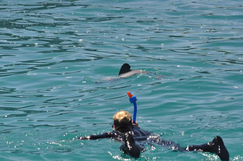 Best place to swim with dolphins in New Zealand. Swimming with dolphins NZ.