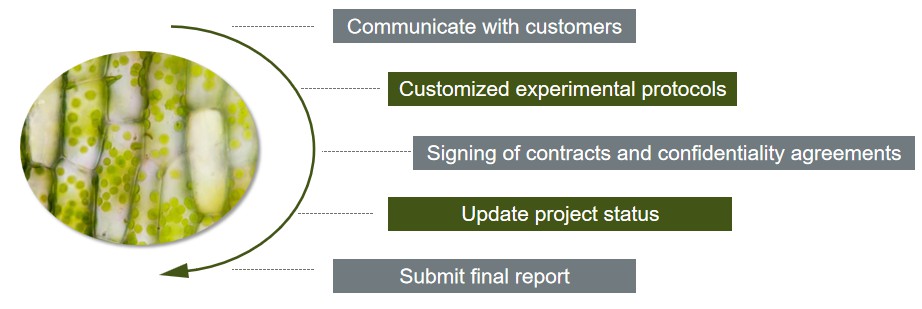 Our services workflow