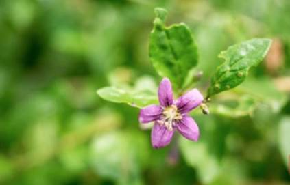 Fig. 1 Medicinal plant Lycium chinense Miller.