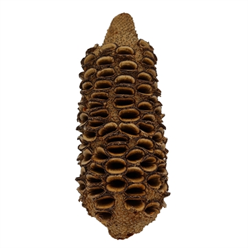 Banksia Nut 15-20 cm