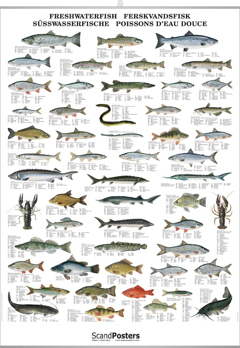 Freshwater Fish Identification Marketingmokasin | SexiezPicz Web Porn