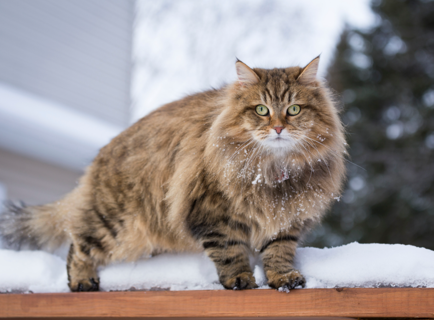 Siberian Cats Faq Siberian Cats