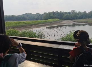 Amazing Guide To Sungei Buloh Wetland Reserve