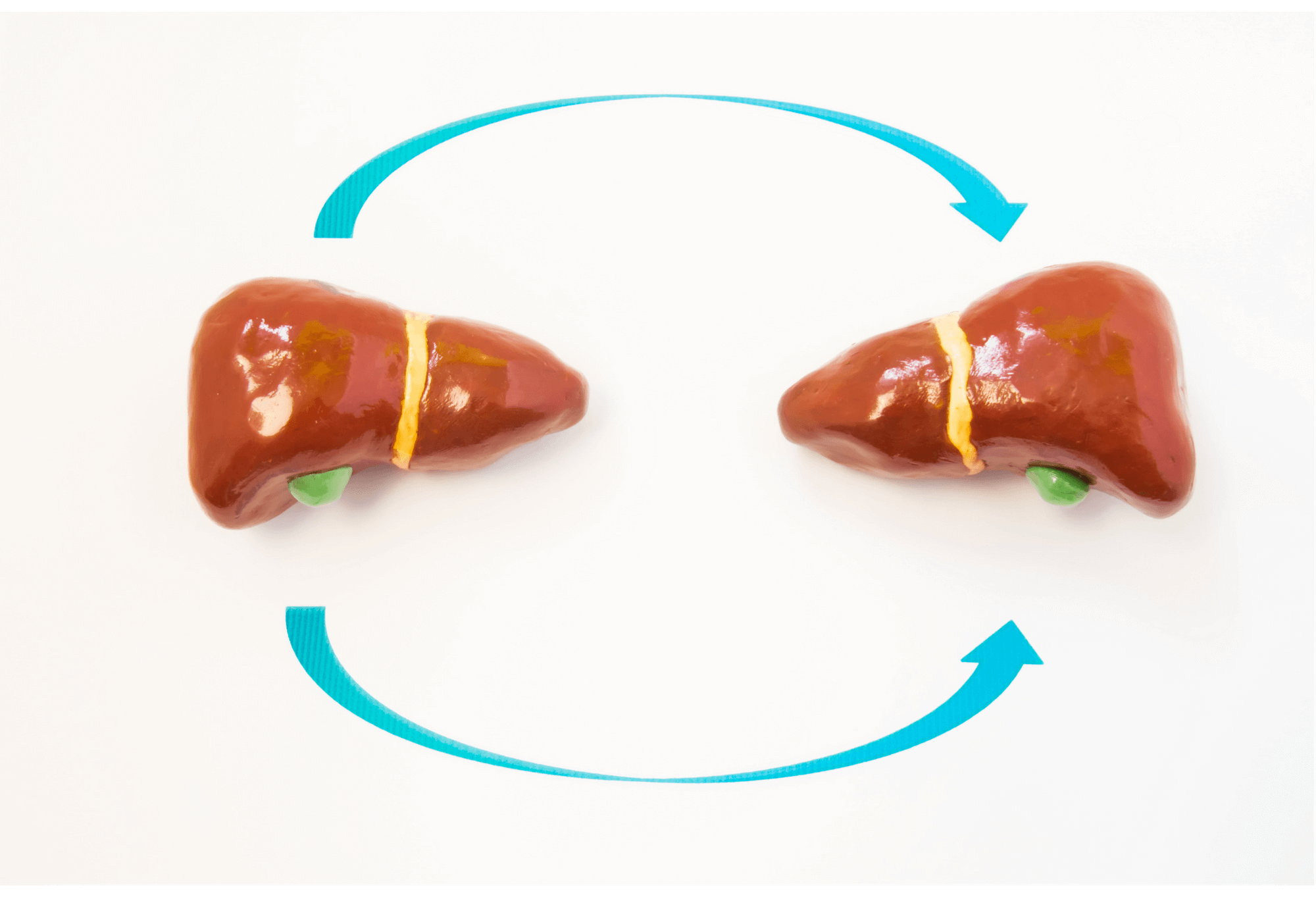 liver transplant