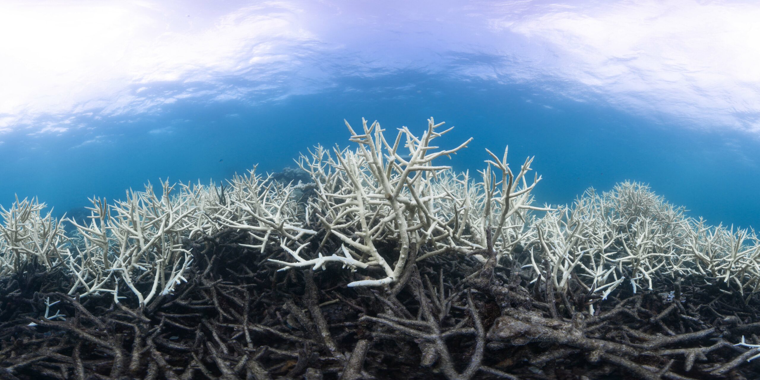 It’s Official: Coral Reefs are Facing a Mass Global Bleaching Event ...