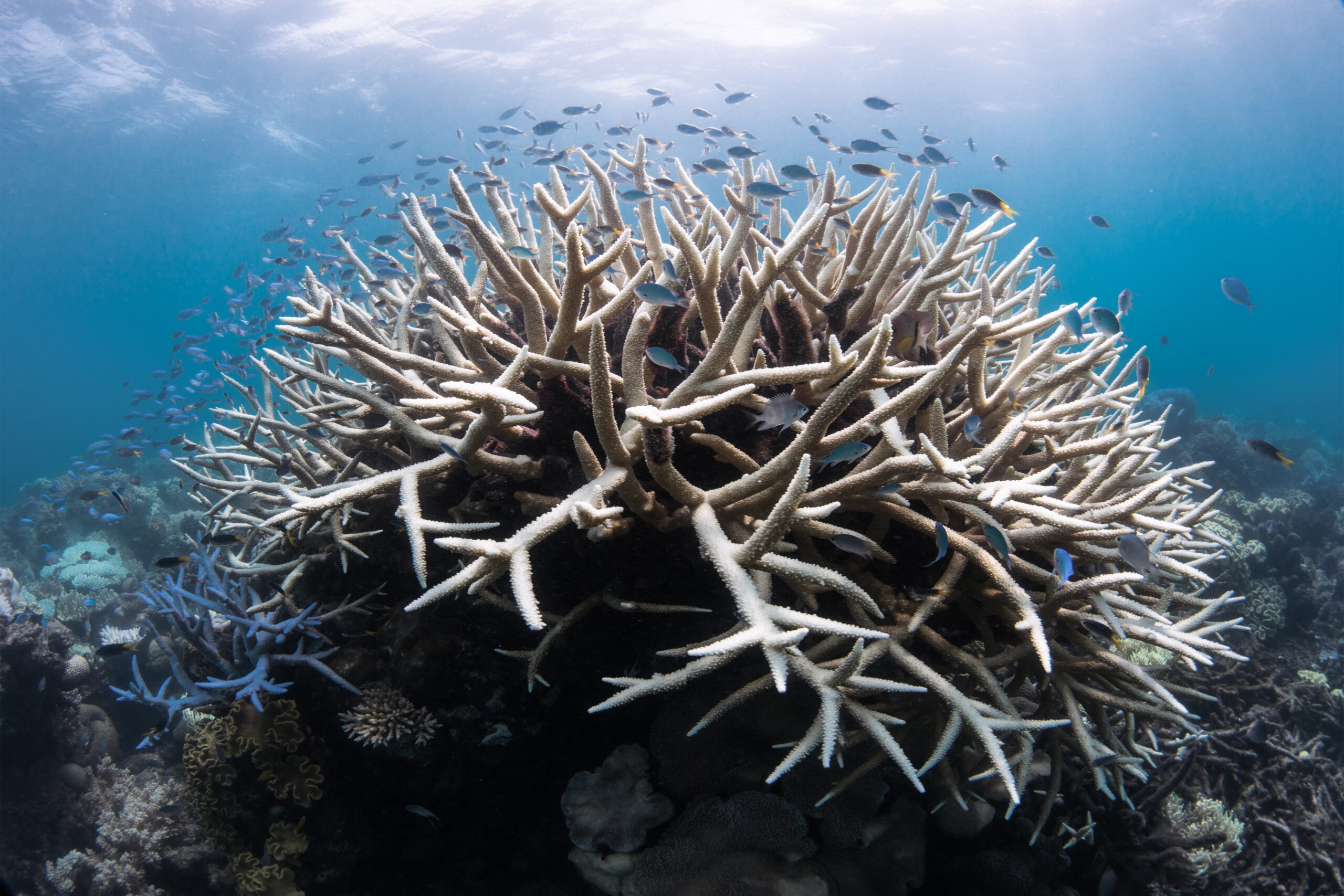 It’s Official: Coral Reefs are Facing a Mass Global Bleaching Event ...