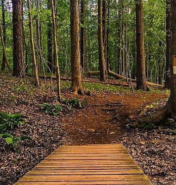 A wooded pathway leading to a trail surrounded by trees and foliage in Kains Woods