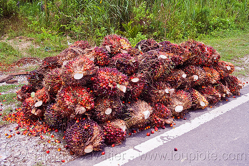 oil palm fruit, african oil palm, agro-industry, borneo, bunches, elaeis guineensis, malaysia, oil palm fruit, tenera