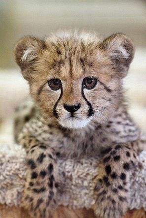 Cheetah cub