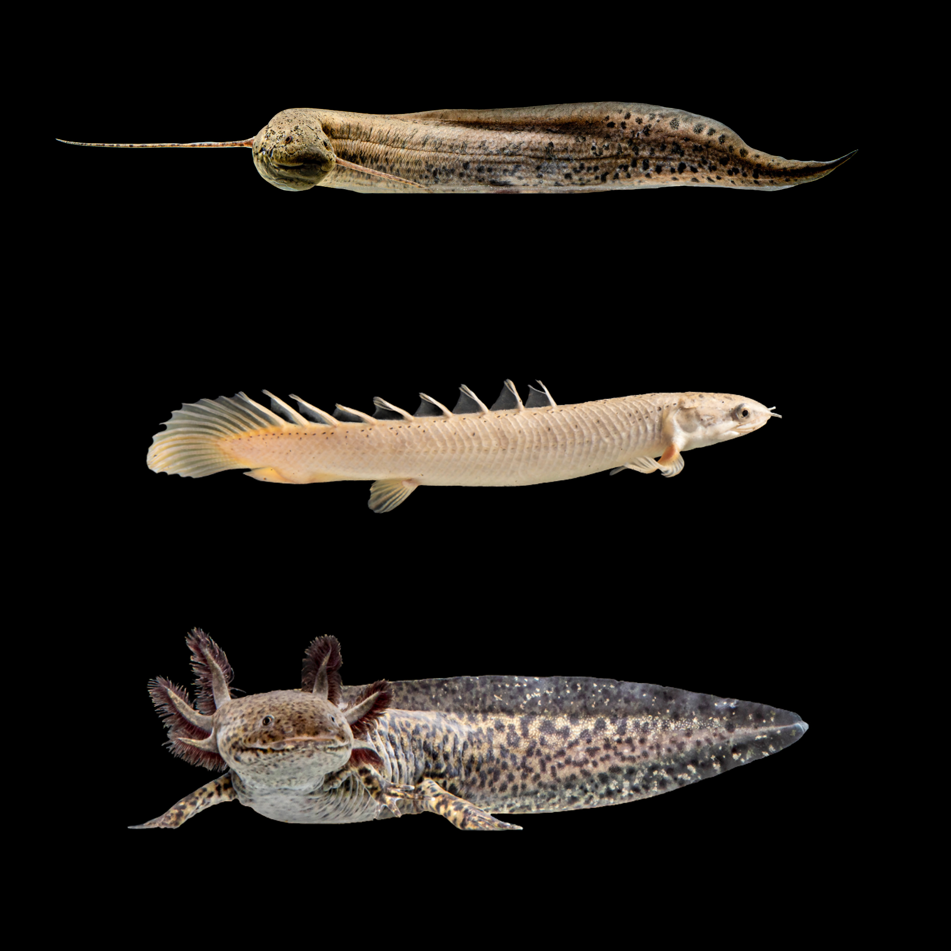 Fish and other species that can regrow limbs