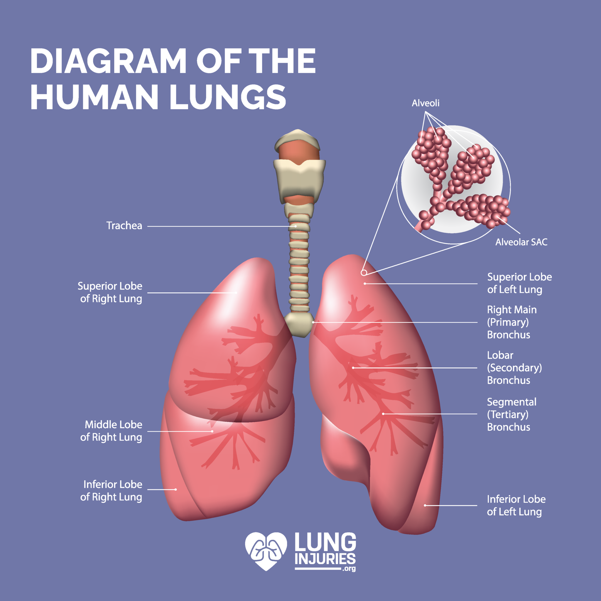 Lung Cancer - Lung Injuries