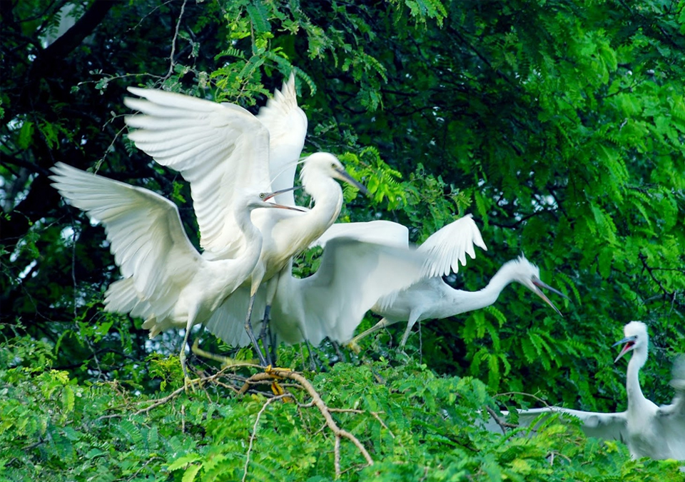 Bird garden Mekong River