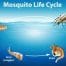 Life cycle of a mosquito