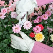 Gardening Gloves