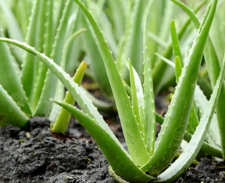 aloe vera plant