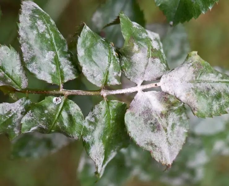 Fungus on plants