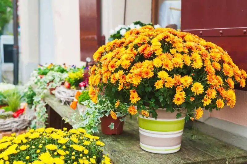 chrysanthemums in pot in the garden