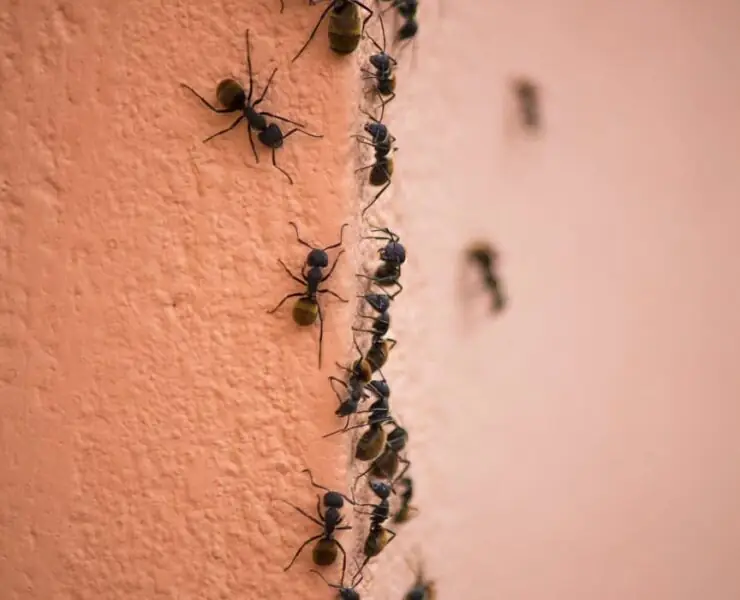 how to get rid of ants in a bathroom