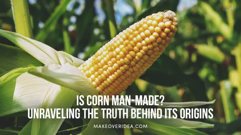 is corn man made