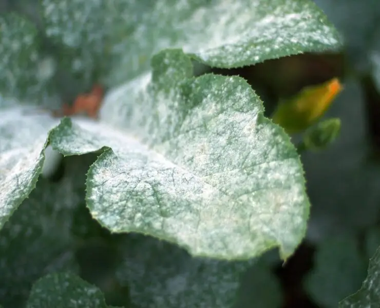 neem oil for powdery mildew