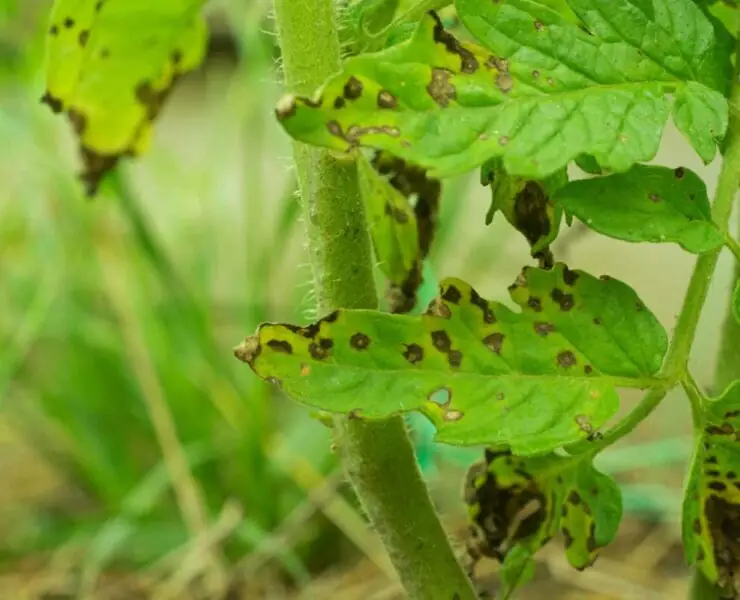 Septoria Leaf Spot on Tomato