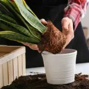 snake plant root rot